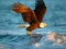 Juego Animals Jigsaw Puzzle Eagle en línea