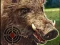 Juego Boar Hunting Jigsaw en línea