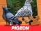 Juego Pigeon Jigsaw Puzzle en línea
