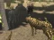 Juego African Cheetah Hunting Simulator en línea