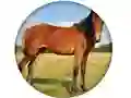 Juego Animal Quiz en línea
