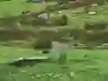 Juego Pigeons Hunting en línea