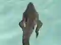 Juego Crocodile Simulator Beach Hunt en línea