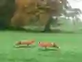 Juego Hunted Fox en línea
