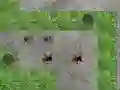 Juego Spider Tower Defence en línea