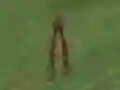 Juego Dino Hunt en línea