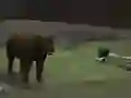 Juego Bear Den en línea