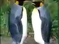 Juego Penguin Puzzle en línea