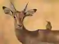 Juego Wild Deer Jigsaw en línea