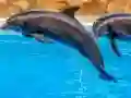 Juego Sea Dolphin Jigsaw en línea