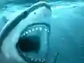 Juego Hungry Shark en línea