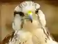 Juego Gyrfalcon Jigsaw en línea