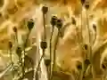 Juego Poppy Bud Jigsaw en línea