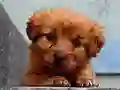 Juego Puppy Puzzle en línea