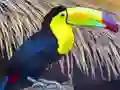 Juego Toucan Bird Jigsaw en línea