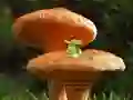 Juego Mushroom Plant Land Escape en línea