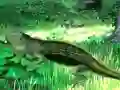 Juego Lizard Forest Escape en línea