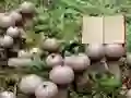 Juego Lycoperdon Mushroom Land Escape en línea