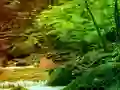 Juego Peaceful Rainbow Forest Escape en línea