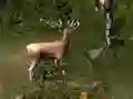 Juego Sniper Hunting Deadly Animal en línea