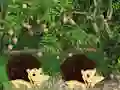 Juego Escape From Mango Farm en línea