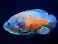 Juego Tiger Fish Jigsaw en línea