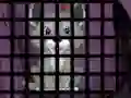 Juego Trapped Wolf Rescue en línea