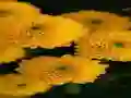 Juego Chrysanthemums Jigsaw en línea