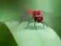 Juego Dragon Fly Jigsaw en línea