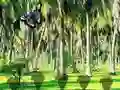 Juego Rescue Tasmanian Tiger en línea