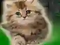 Juego Couple Kitten Escape en línea