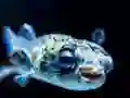 Juego Puffer Fish Jigsaw en línea