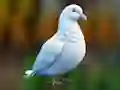 Juego Realistic Pigeon Rescue en línea