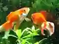 Juego Blue Fish Escape en línea