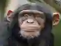 Juego Chimpanzee Jigsaw en línea