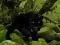 Juego Escape from Black Panther Forest en línea