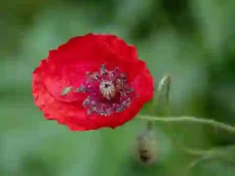 Juego Poppy Nature Flower Jigsaw en línea