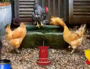 Juego Poultry Farm Easter Escape en línea