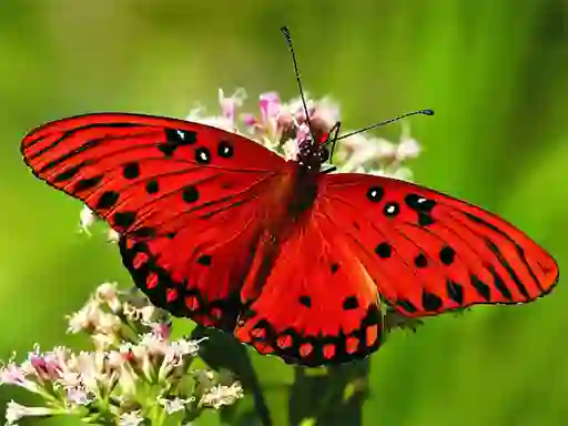 Juego Nature Jigsaw Puzzle Butterfly en línea