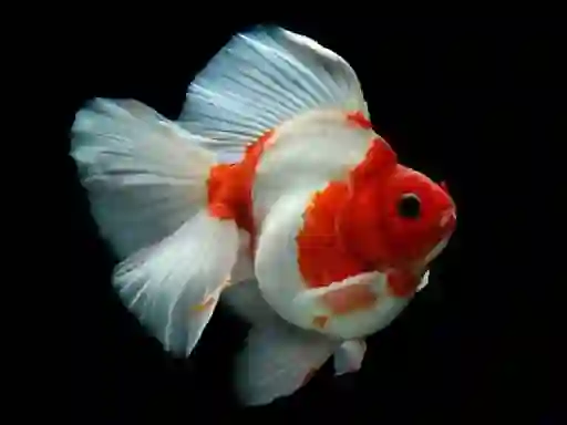 Juego Gold Fish Jigsaw Puzzle en línea