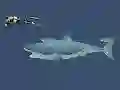 Juego Mad Shark en línea