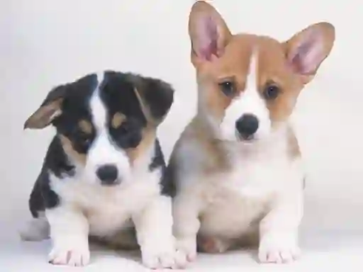 Juego Cute Puppies Puzzle en línea