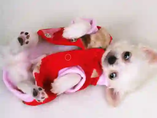 Juego Lovely Puppy Slide en línea