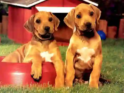 Juego Puppy Pairs Puzzle en línea