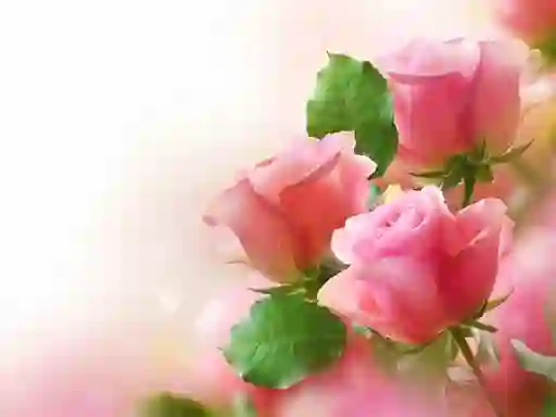 Juego Pink Roses en línea