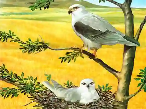 Juego Birds Of Prey Puzzle en línea