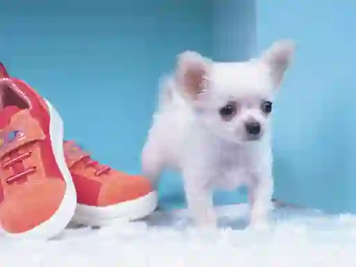 Juego Lovely Puppy Puzzle en línea