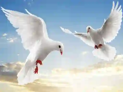 Juego Flying Birds en línea
