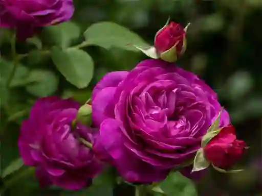 Juego Purple Roses en línea