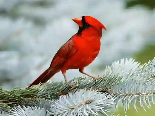 Juego Birds Puzzle en línea